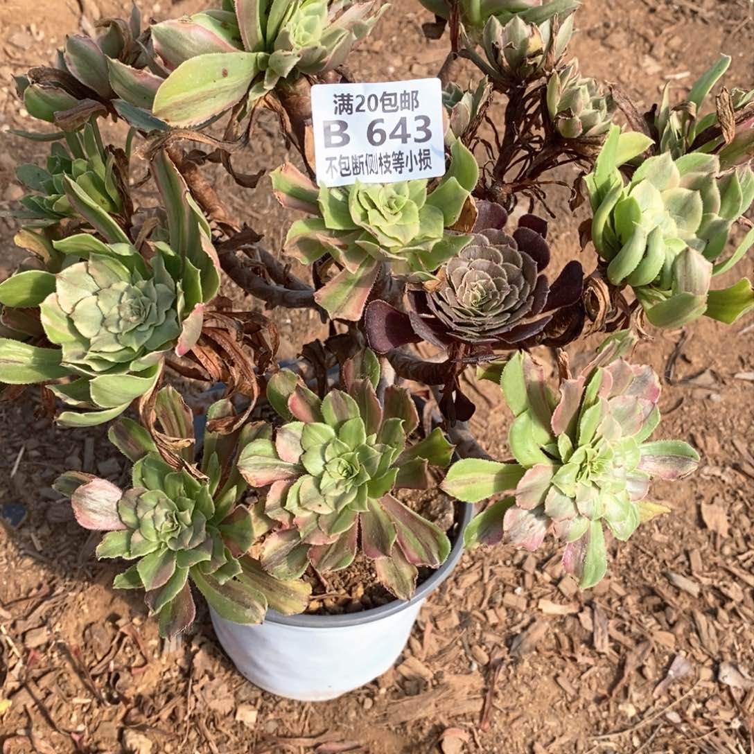 643花脸粉黛多肉妖桩