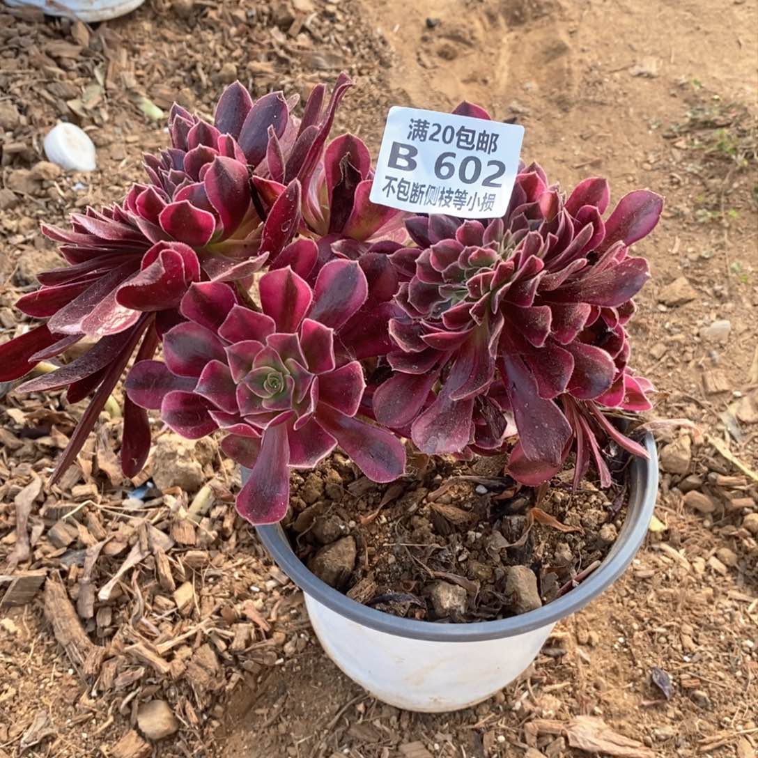 602美杜莎缀化多肉