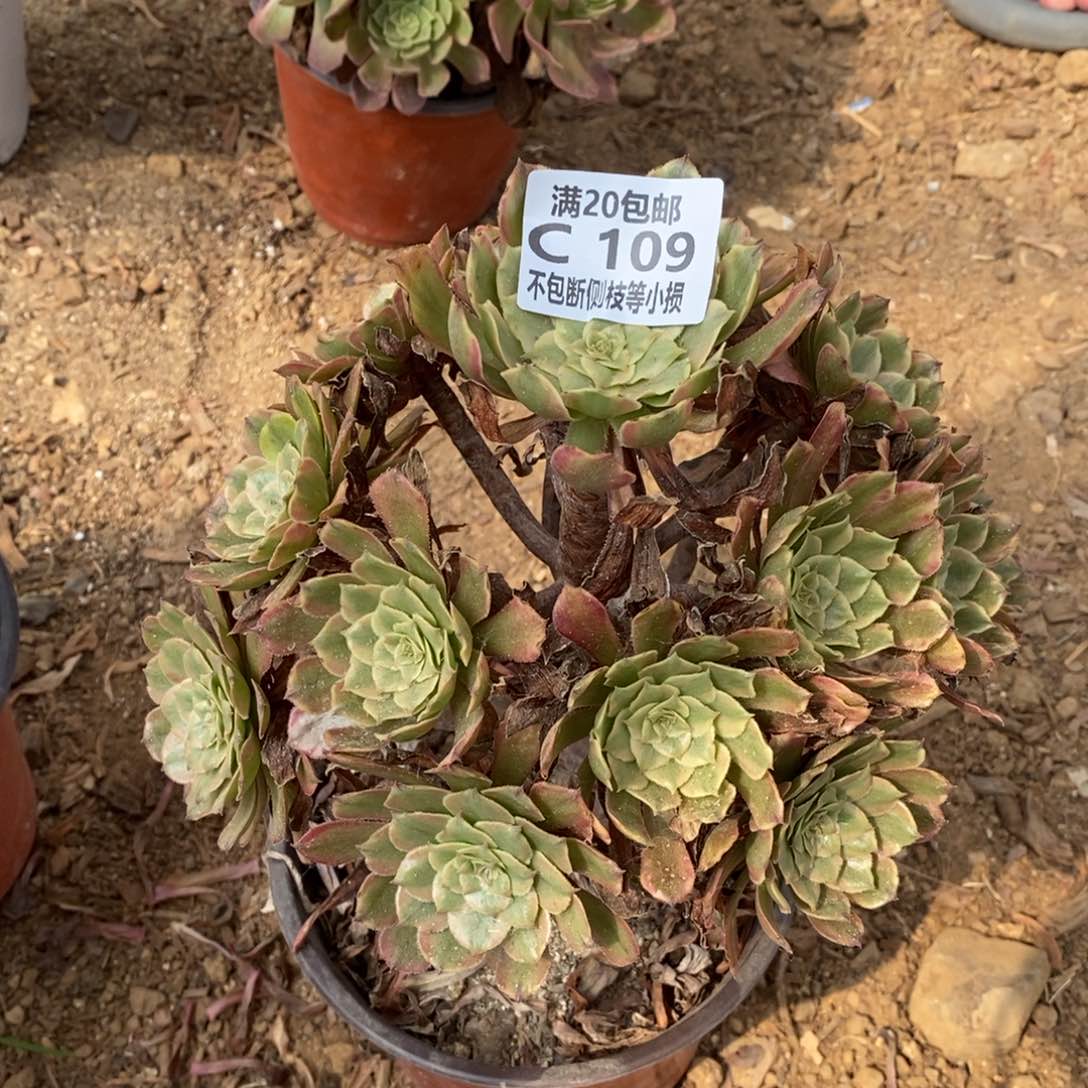 109粉黛多肉老桩法师锦