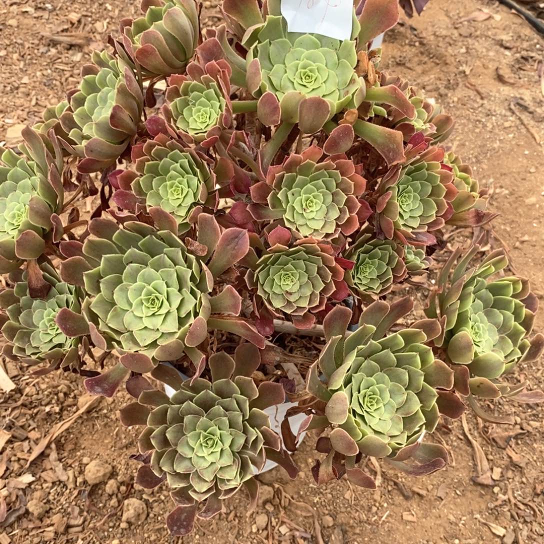 784皇妃多肉老桩法师锦