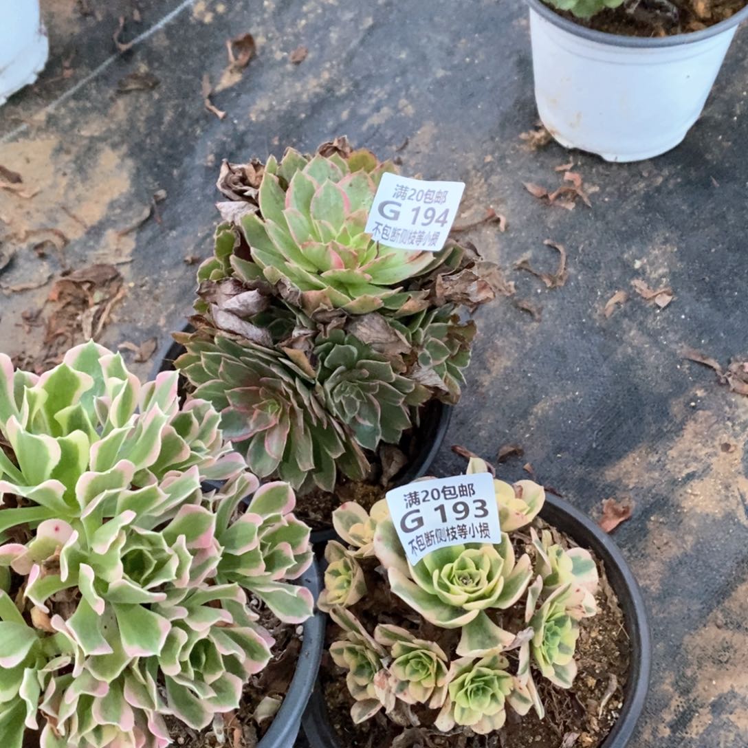 最****人193194加甜茶三棵多肉