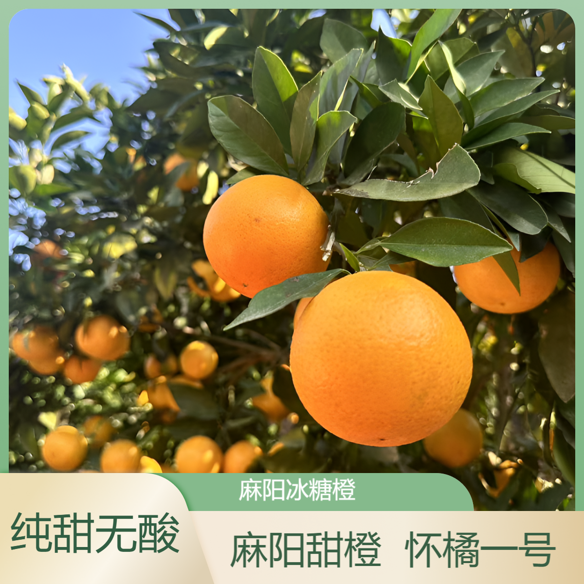 麻阳冰糖橙【怀橘一号】正宗甜橙多汁新鲜现发洋芋推荐