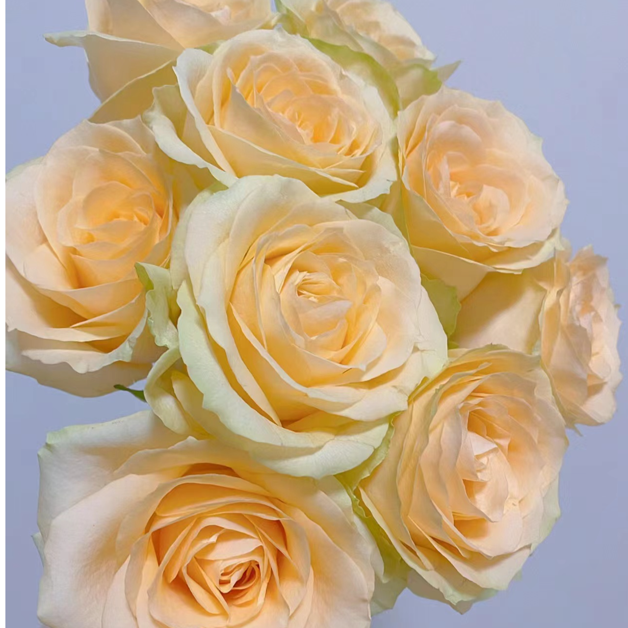 10枝【香槟】单头玫瑰 室内水养鲜切花 云南昆明基地直发