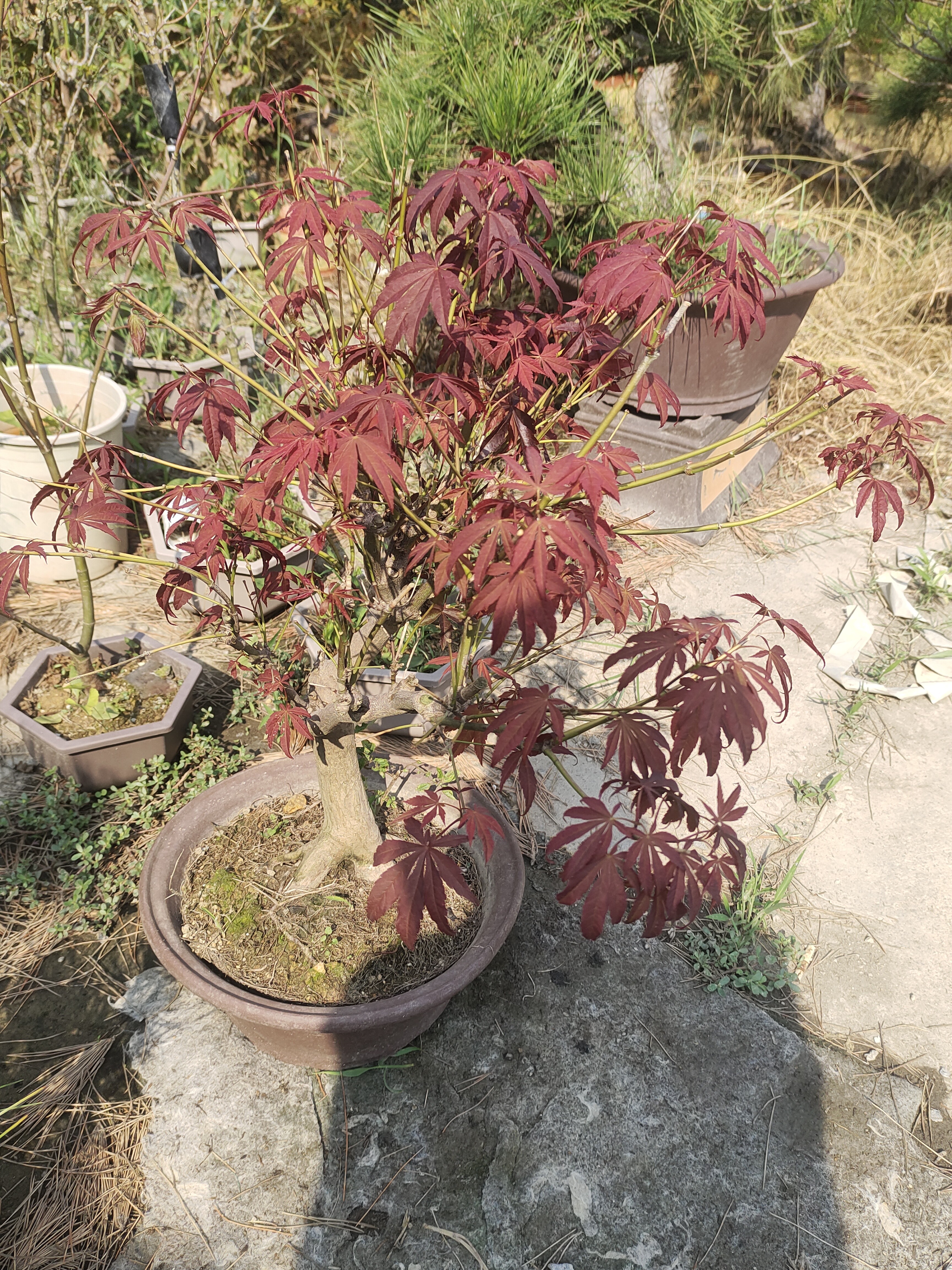 精品老桩中国红枫