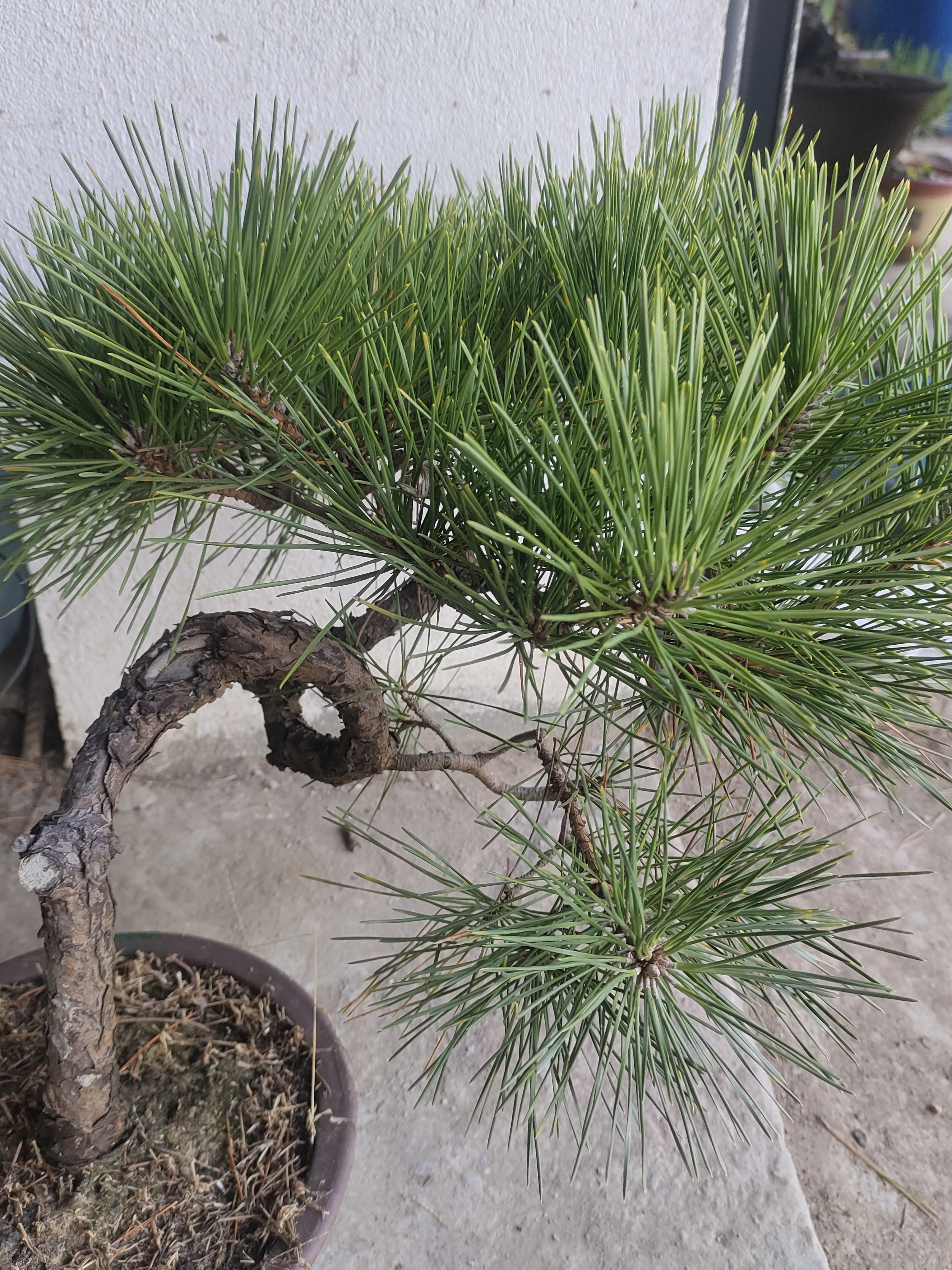 国产精品老桩黑松