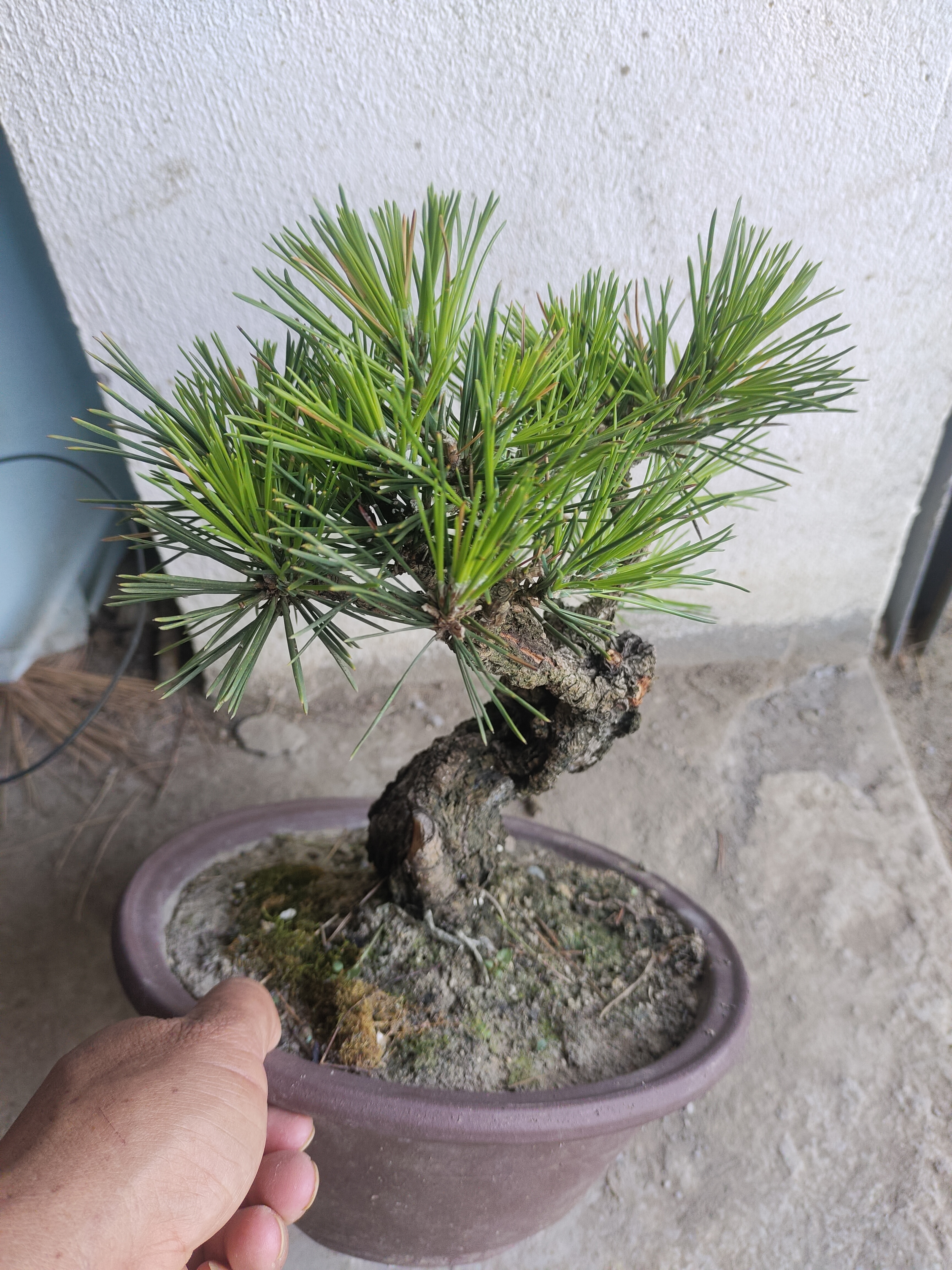 八房锦松小老桩盆景