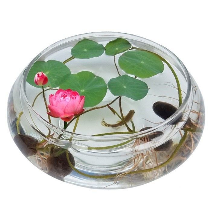 水培植物花卉玻璃水养花瓶水仙碗莲碗莲专用花盆小鱼缸客厅办公室
