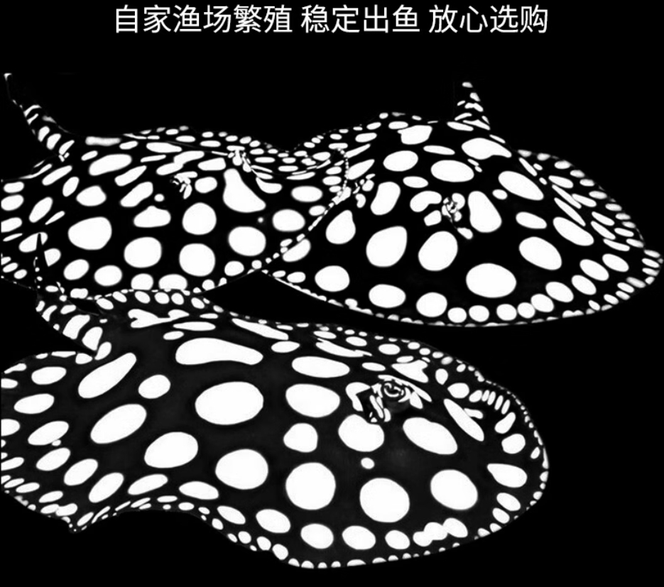 魟鱼活鱼活体黑白皇冠白子黑金米克斯黑帝珍珠魟虹鱼观赏鱼热带