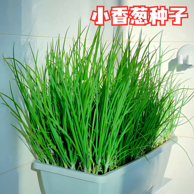 小香葱种子四季蔬菜籽阳台小院新手种菜高发芽率当年新种