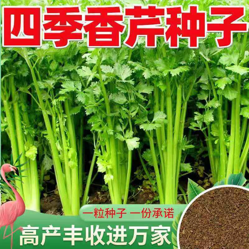 四季小香芹菜种子芹菜种子香味浓郁实心芹菜种四季播农家蔬菜种子