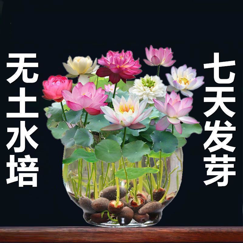 】碗莲种四季开花水培水养绿植睡莲荷花无土盆栽花卉