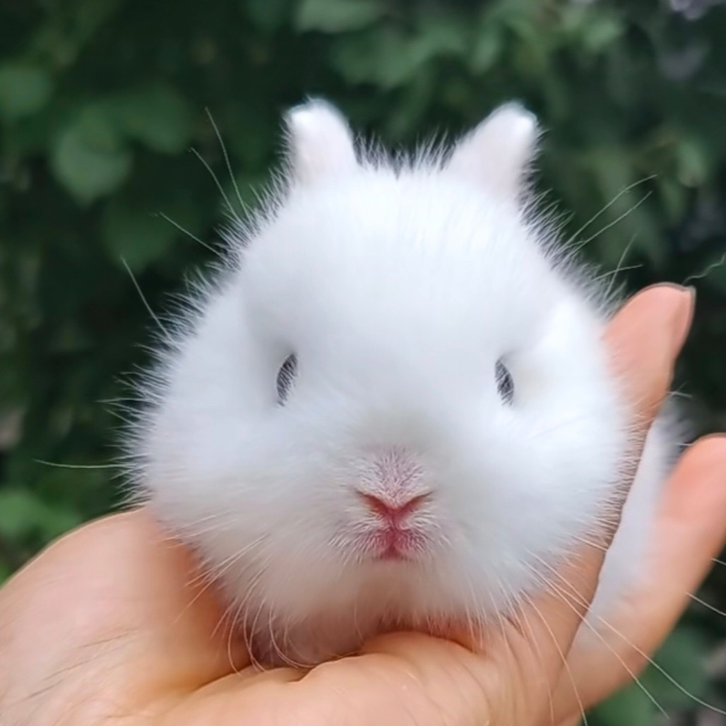 小体型宠物兔双血统侏儒道奇迷你长不大儿童宠物兔温顺兔子亲人