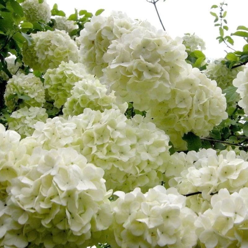 中华木绣球别墅庭院花卉木本绣球花苗白色大花绣球斗球花耐寒耐热