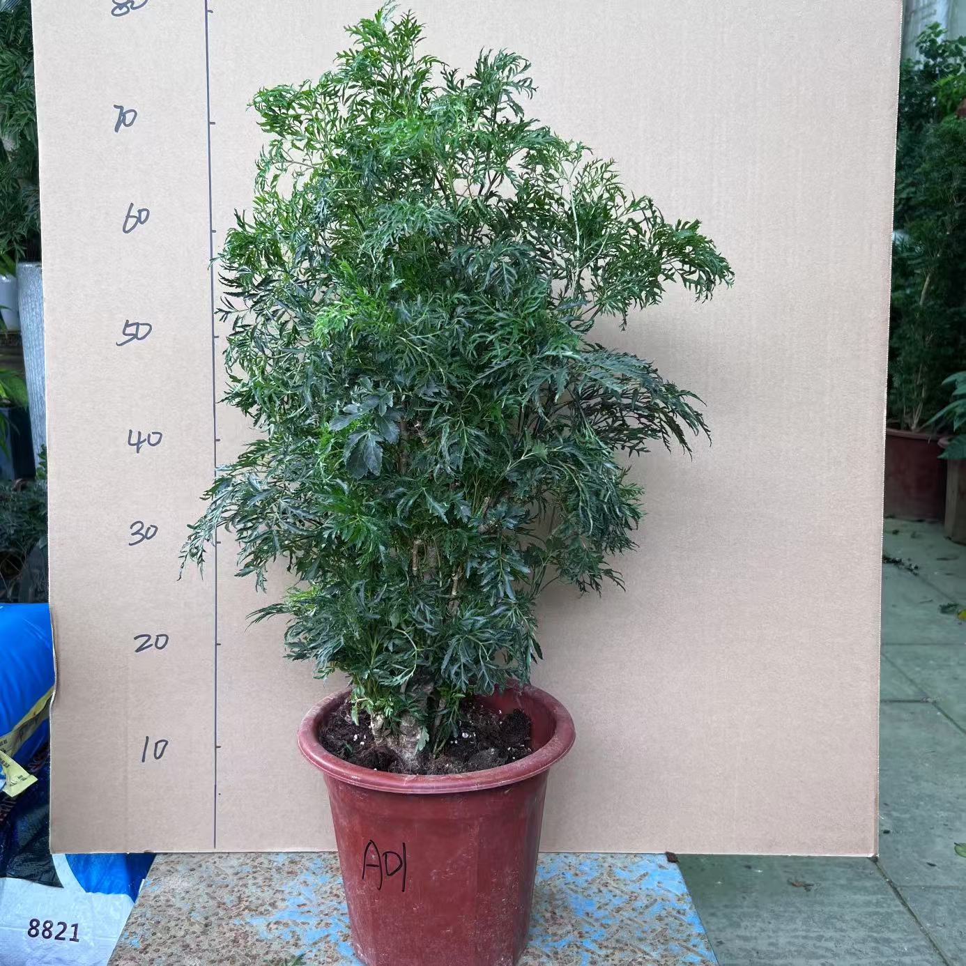 羽叶福禄桐盆栽室内盆栽客厅办公室净化空气绿植