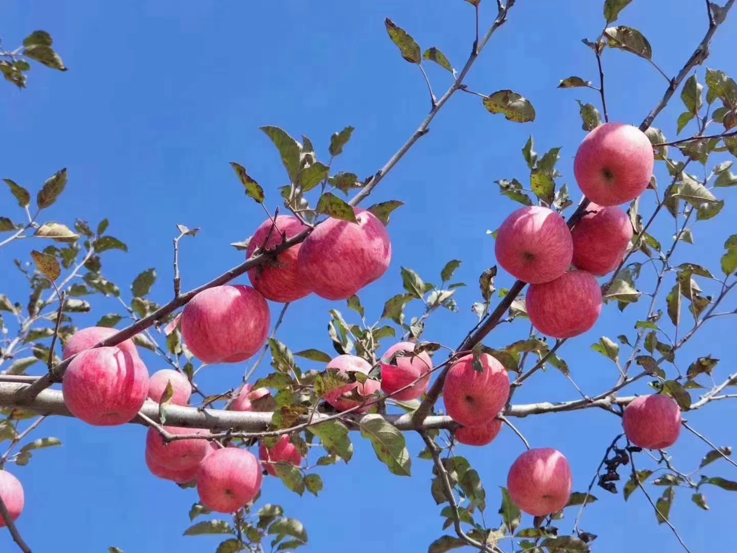 洛川苹果，脆甜多汁