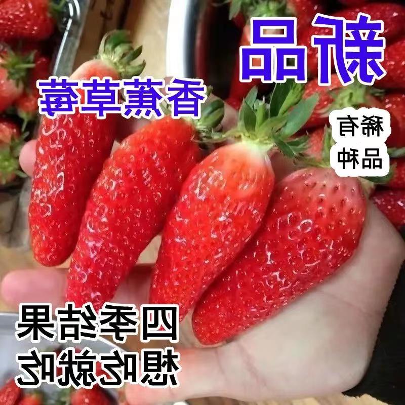 稀有品种香蕉草莓苗细长家庭园艺巨无霸奶油草莓秧苗盆地栽南北种