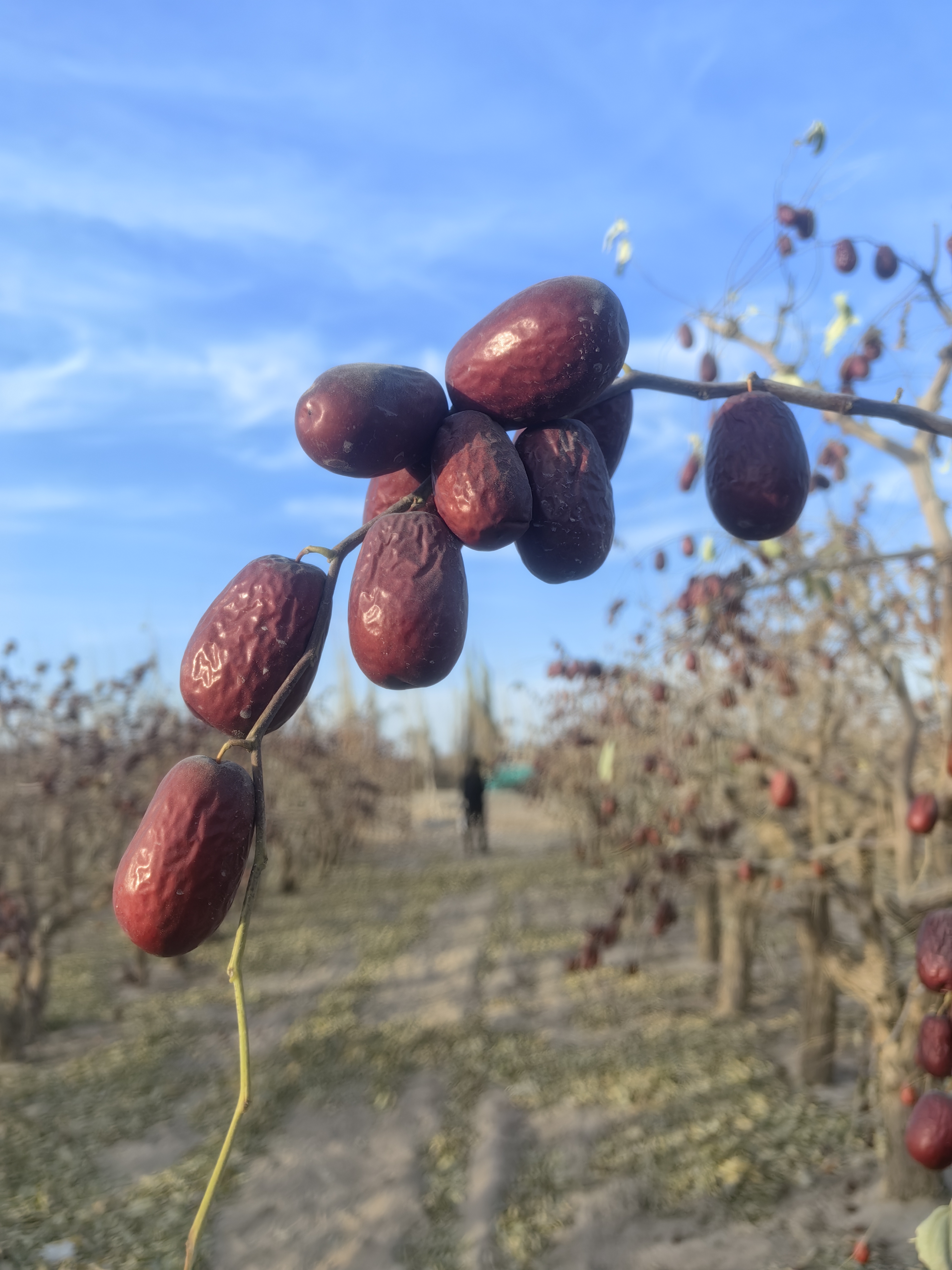 25年新疆和田大枣一级果3.6 -4.2公分左右果肉厚软糯香甜