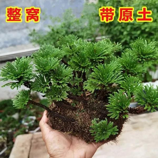 卷柏见水就活假山组合吸水水培石菖蒲庭院室外阳台盆景盆栽绿艺草