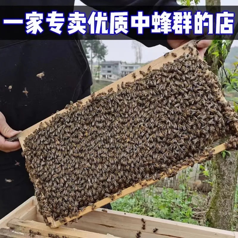 优质中蜂蜂群带王带子脾阿坝蜂王土蜜蜂养殖中华蜜蜂蜂群带箱包活