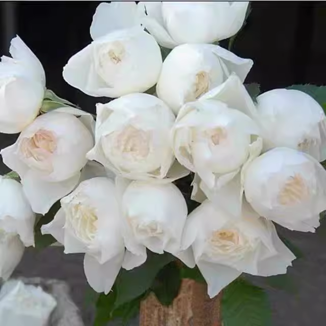 心之水滴月季 白色浓香勤花带美人尖多头多季开盆栽花苗 中苗