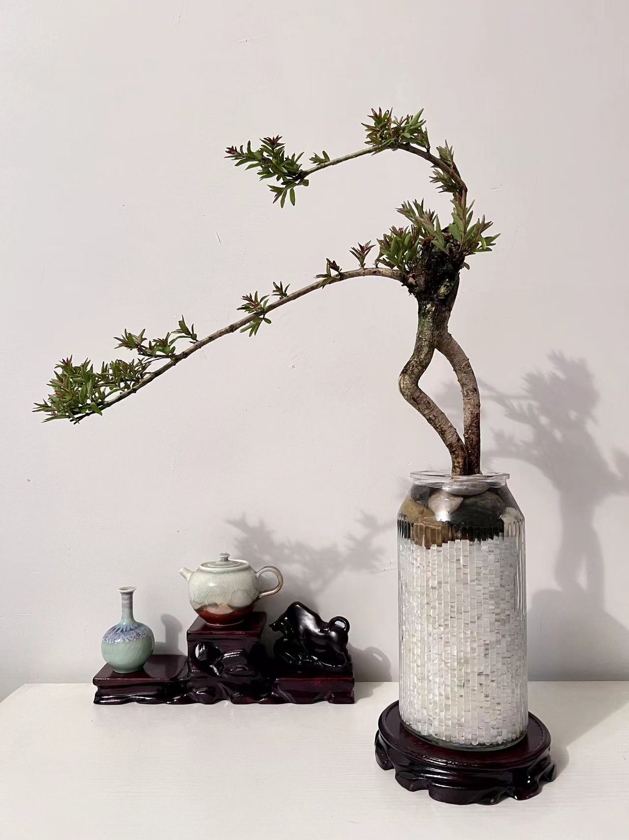 水杨梅 盆景素材 鱼缸造景一物一拍
