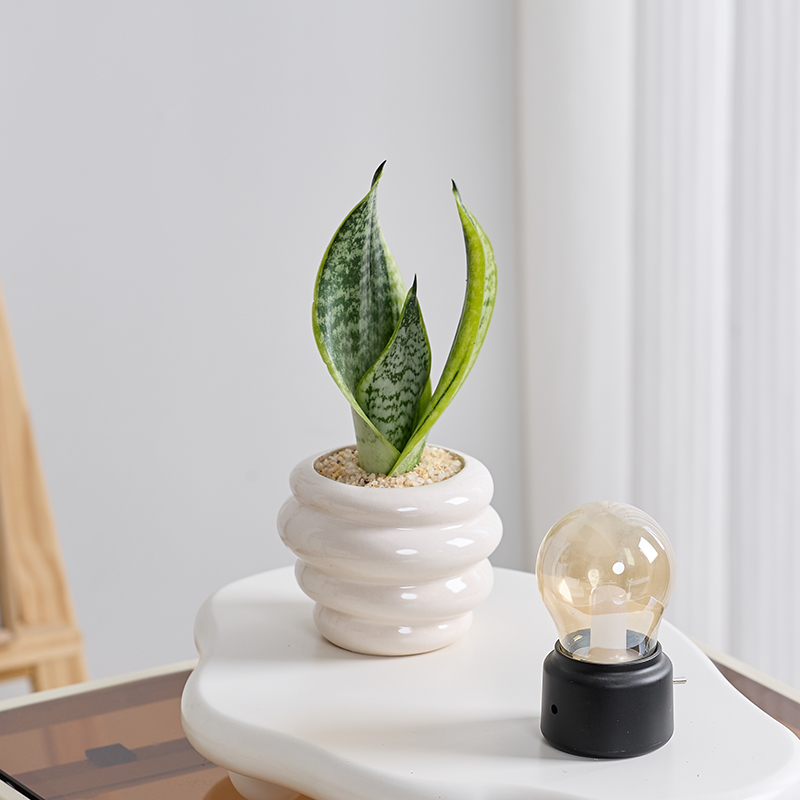 金边虎皮兰白玉兰盆栽绿植办公室客厅绿植盆栽室内净化空气绿植