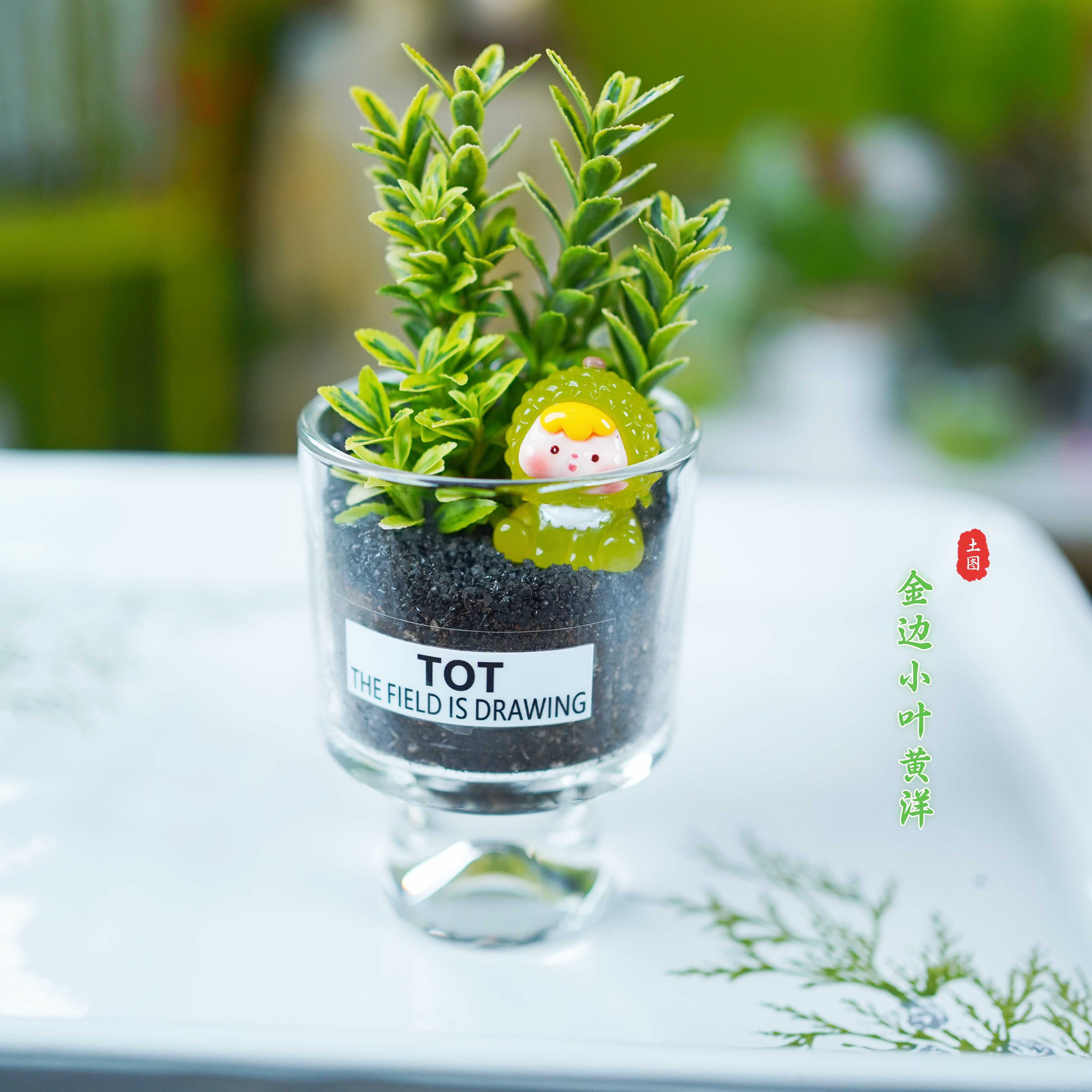ins 轻奢微型景观榴莲宝宝金边黄杨小世界可爱精致盆景桌面礼物
