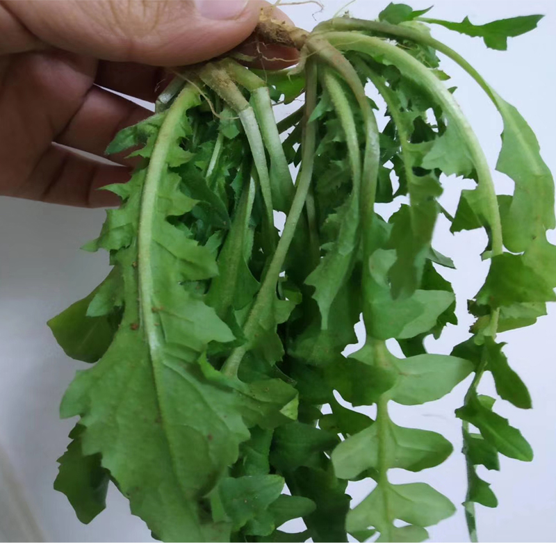 小叶荠菜种子大叶荠菜种子阳台庭院大田种植