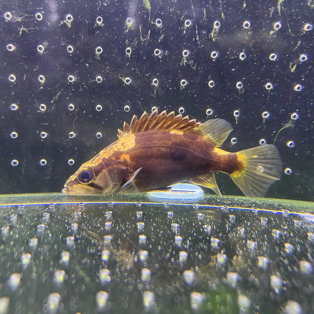 溪流原生 波纹鳜 金丝波纹 冷水鱼 食肉鱼 性格凶猛