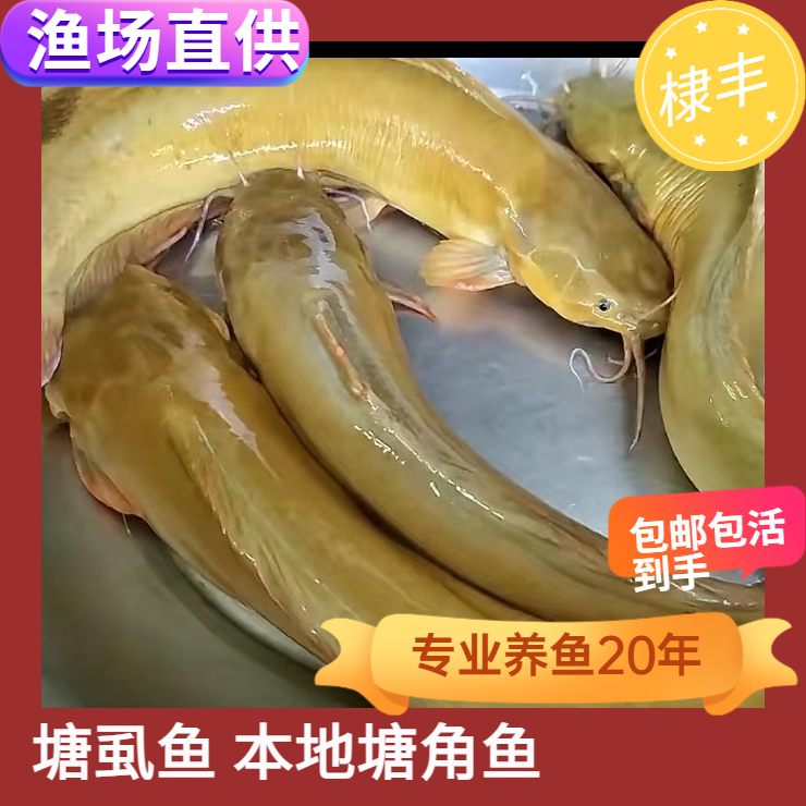 优质皇妃一号塘虱鱼本地塘角鱼三黄塘鲺鱼包邮包活全国发货好养