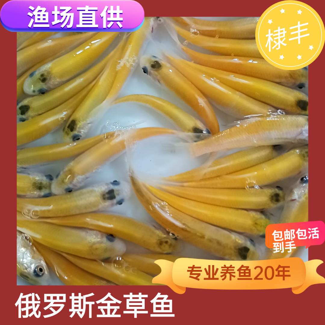 金草鱼红草鱼金丝草鱼俄罗斯金草鱼观赏鱼淡水养殖包邮包活