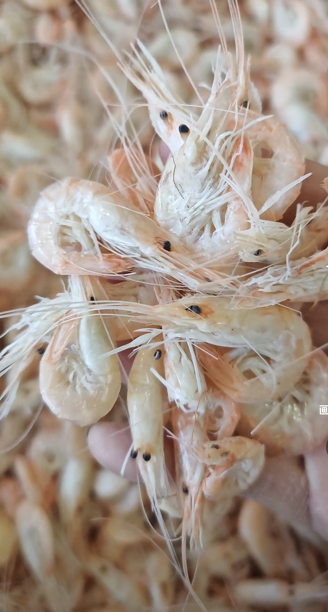 渤海湾小青虾（熟）