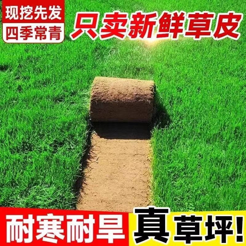 草皮真草坪带泥土别墅花园绿化四季青果岭草台湾草马尼拉草皮带土
