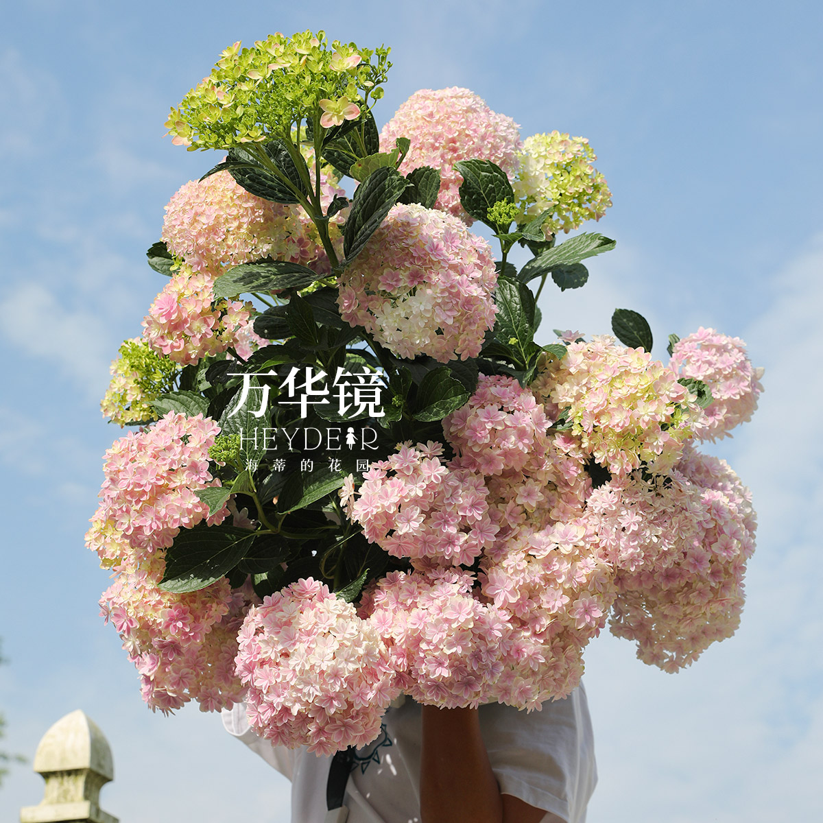 海蒂的花园大花绣球花多品小苗15cm盆栽苗阳台庭院种植植物花卉苗