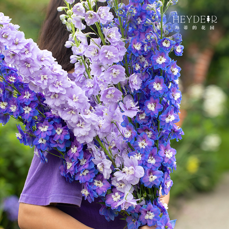 海蒂的花园大花飞燕草线性花材花园庭院搭配修长精致梦幻色彩盆栽