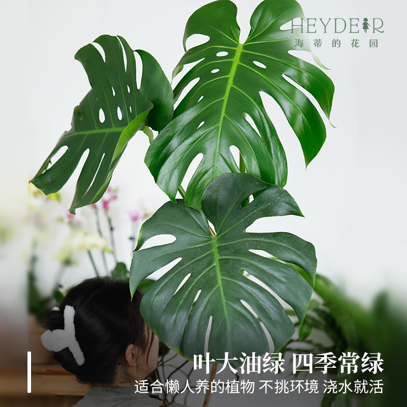 海蒂的花园龟背竹老桩三片叶龟背客厅办公室观赏四季观叶好养绿植
