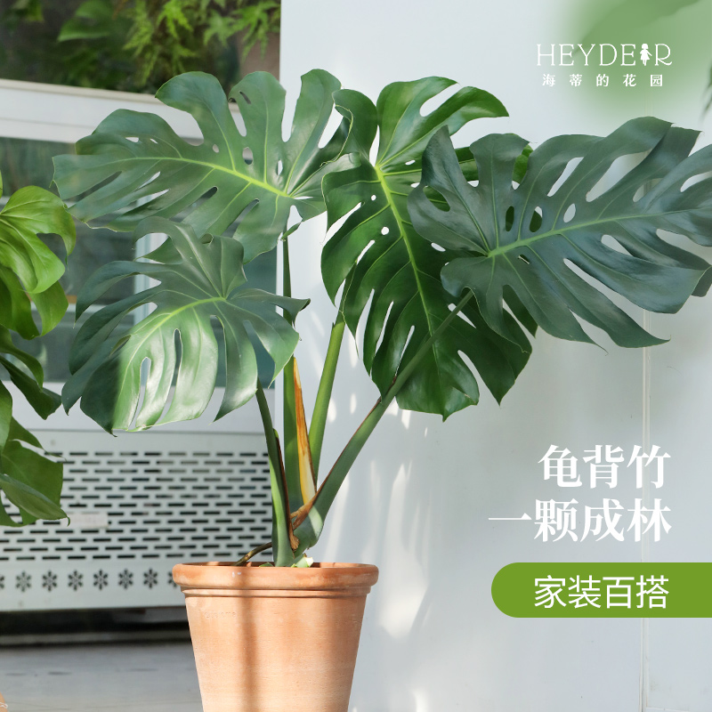 海蒂的花园龟背竹多规格室内绿植桌面绿植好养护观叶植物盆栽苗