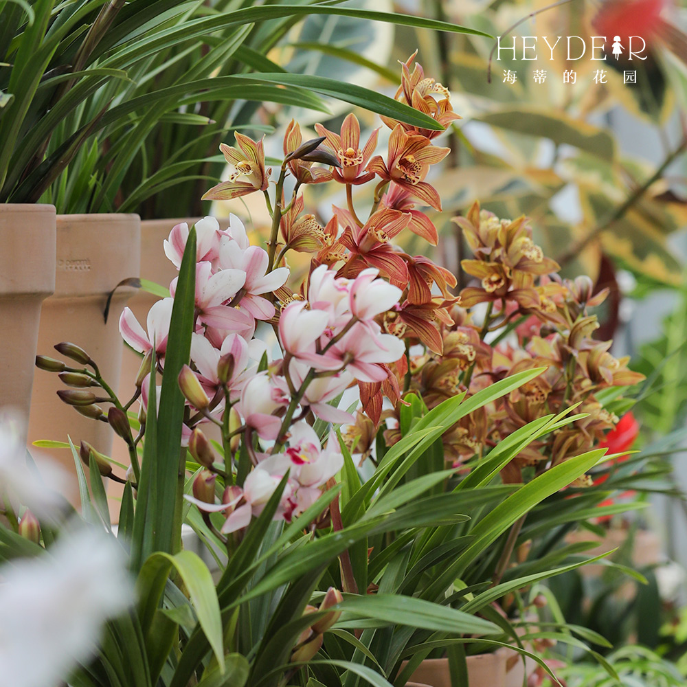 海蒂的花园年宵花桌面蕙兰杂交兰多品多年生植物室内阳台造景盆栽