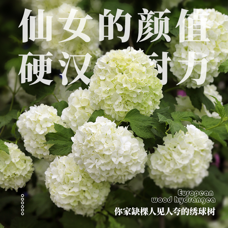 海蒂的花园欧洲木绣球玫瑰庭院花园盆栽花苗种植养护造景植物盆栽