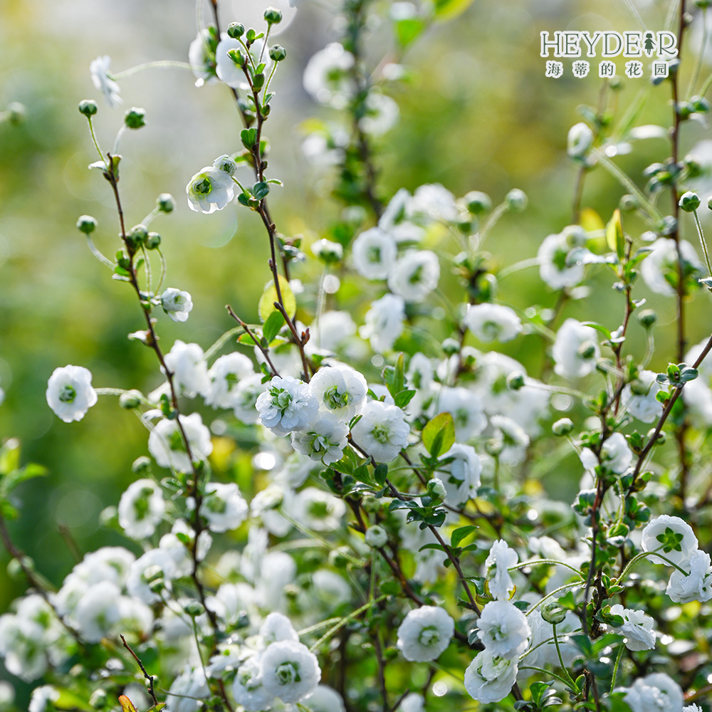 海蒂的花园重瓣喷雪花多品花灌木花园庭院植物多年生盆栽苗