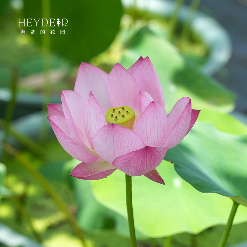海蒂的花园碗莲裸藕盆栽水培植物多年生花卉荷花庭院造景摆放花卉