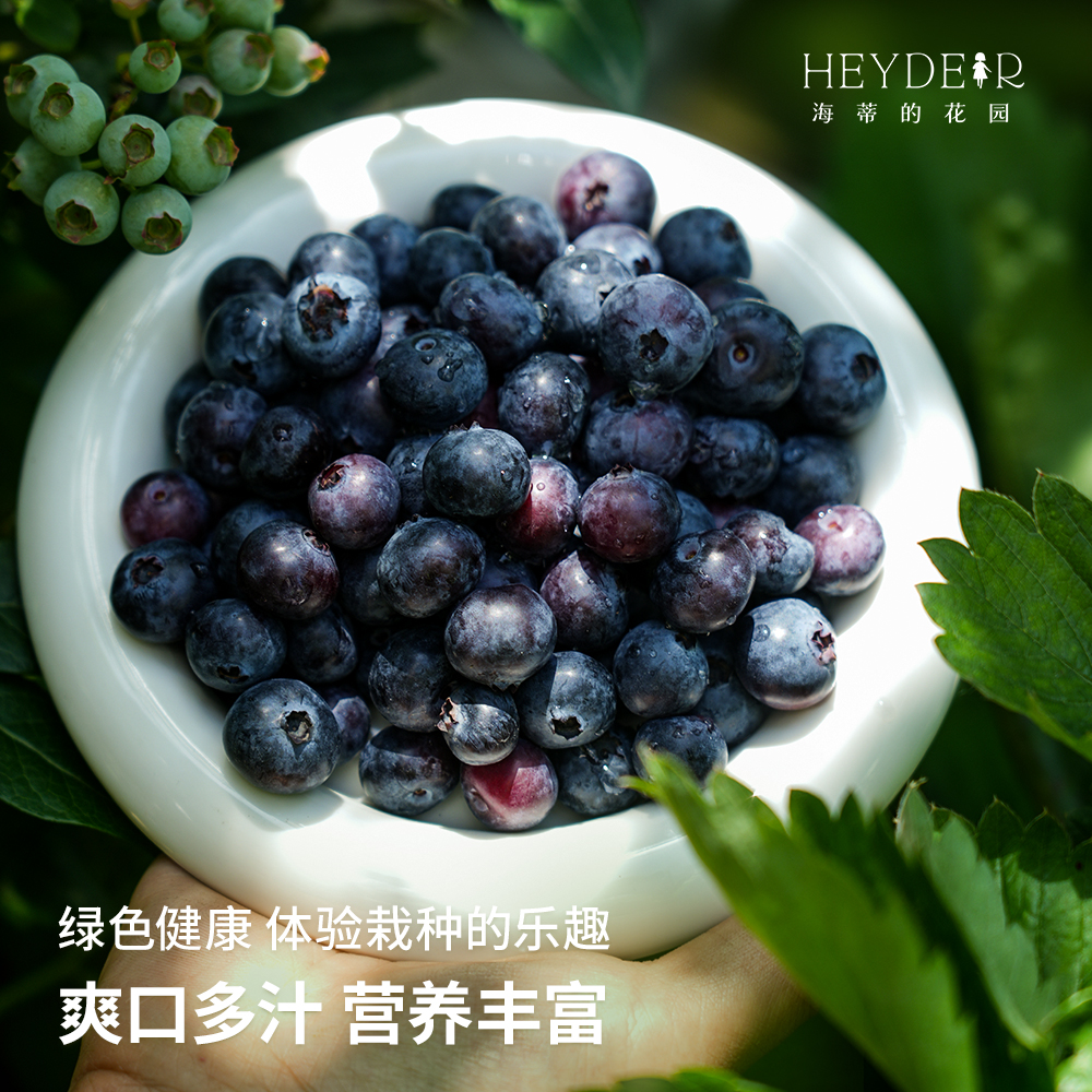 海蒂的花园多品蓝莓果树苗室外庭院阳台盆栽地栽多年生水果盆栽苗