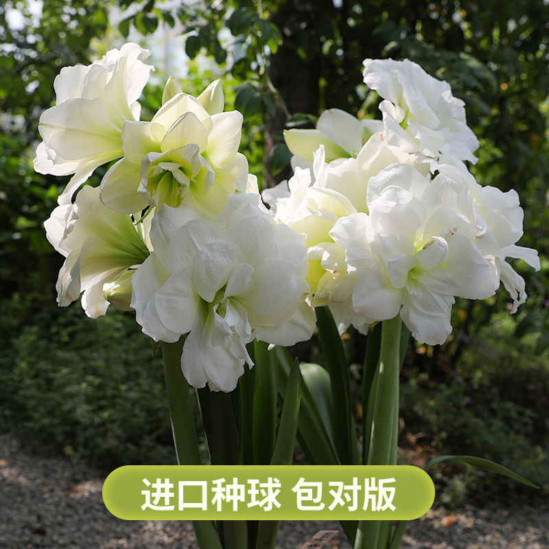 海蒂的花园朱顶红裸球多品盆栽种球新手好养护花卉阳台室内植物