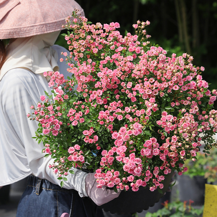 海蒂的花园迷你玫瑰月季超微微型花朵花期长四季庭院花园养护盆栽