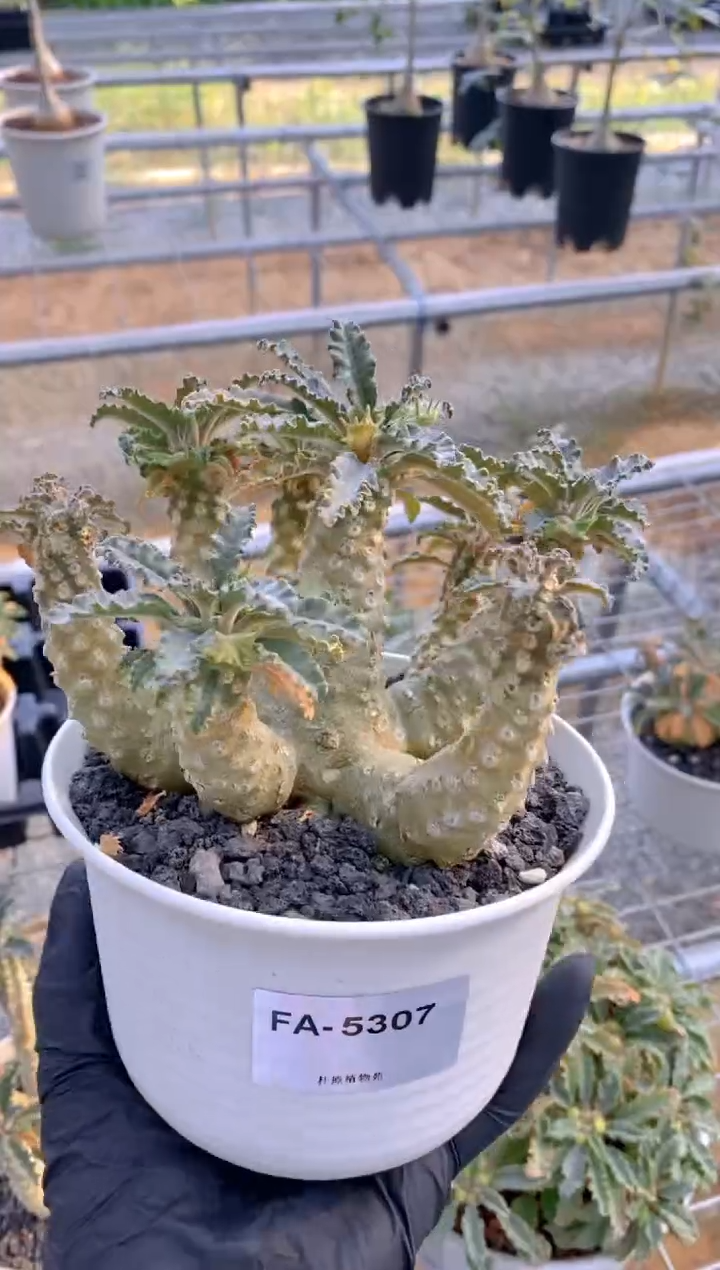 【闪购商品】椰子琉桑FA-5307