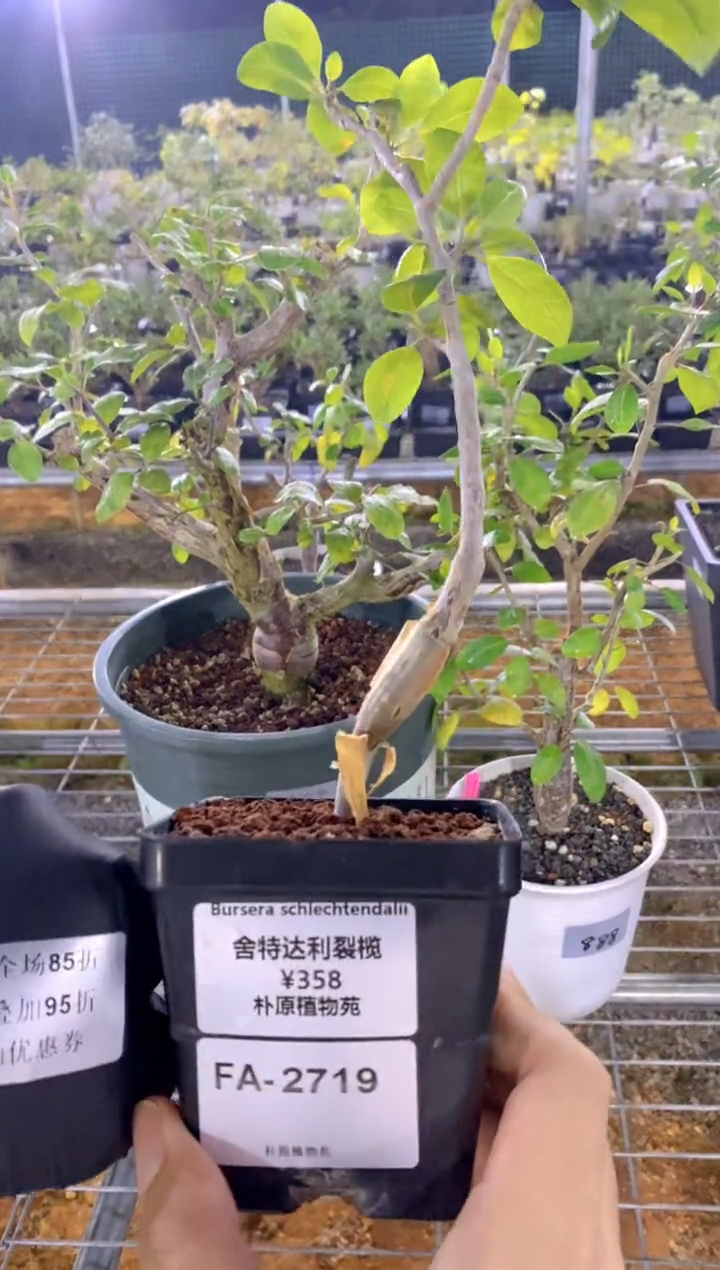 【闪购商品】舍特达利FA-2719