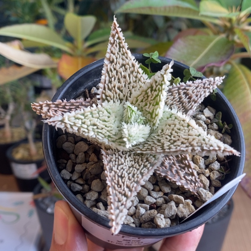 【闪购商品】皇冠芦荟