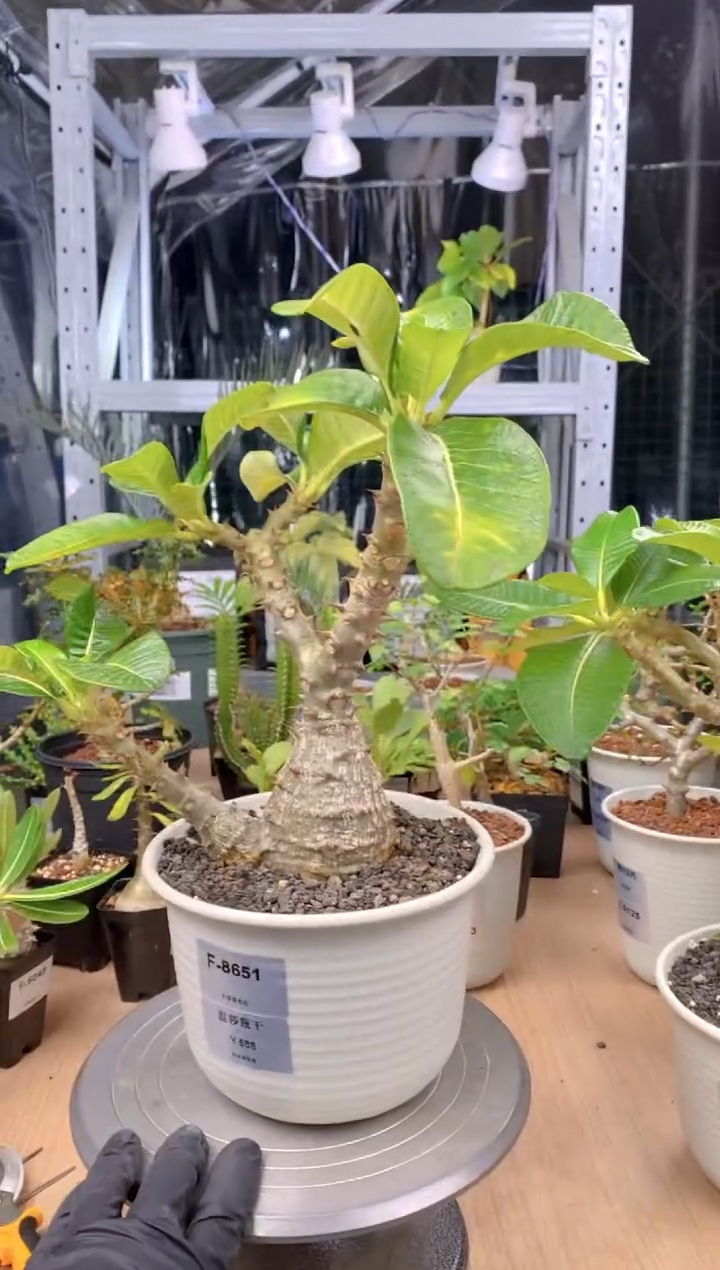 【闪购商品】温莎瓶干F-8651
