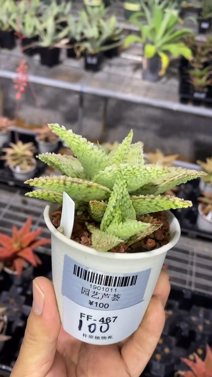 【闪购商品】园艺芦荟【裸根】FF-467