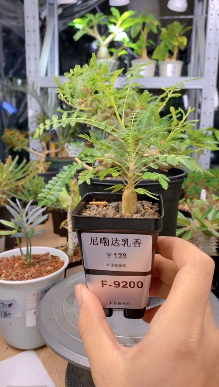 【闪购商品】尼嘞达乳香F-9200